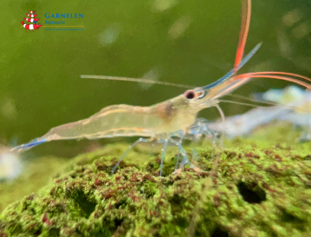 Preview: Set 10 x Blaufußgarnele - Caridina caerulea